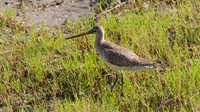Bar-tailed Godwit Cairns 2013