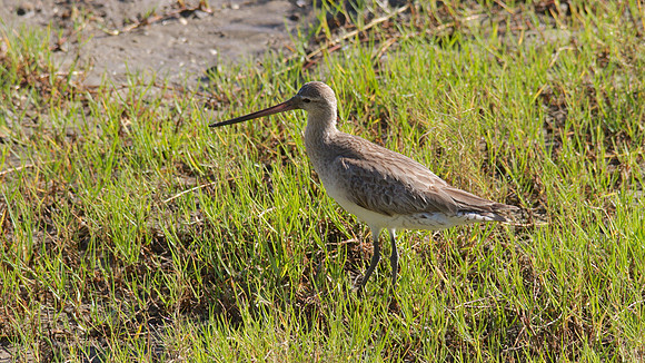 Bar-tailed Godwit Cairns 2013