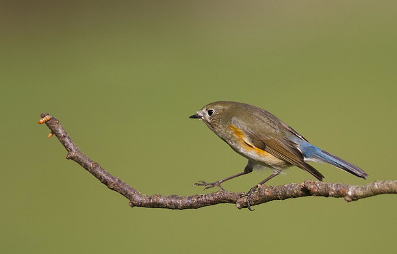 Red flanked Bluetail, Marshfield 2014