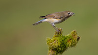Red flanked Bluetail, Marshfield 2014