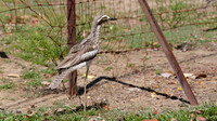 Bush Stone Curlew, Cairns, November 2013