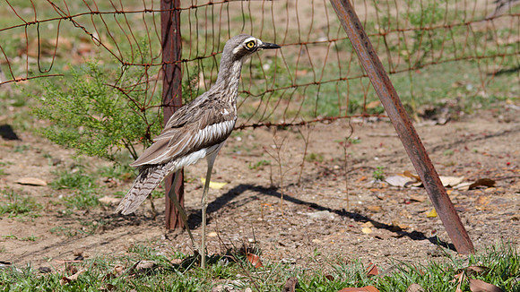 Bush Stone Curlew, Cairns, November 2013