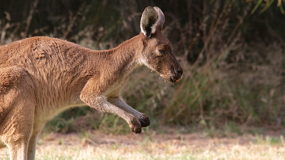 Western Grey Kangaroo, Perth, November 2013