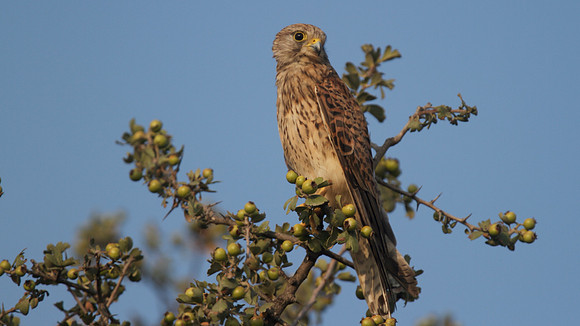 Kestrel, Larnaca Salt Lake, 2014