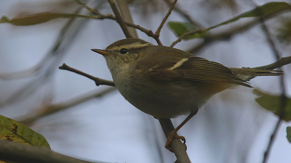 Yellow Browed Warbler, Yeovil Openspace, January 2016