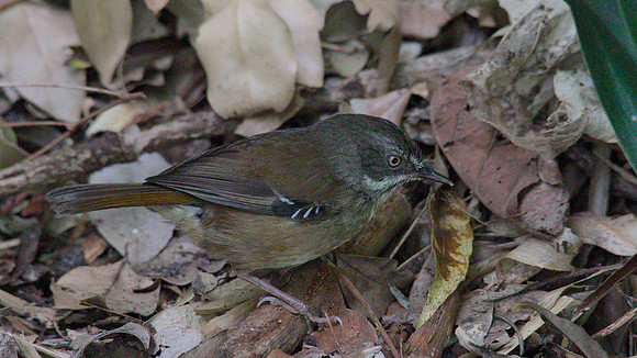 White-browed Scrub Wren, Melbourne, November 2013