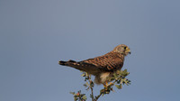 Kestrel, Larnaca Salt Lake, 2014