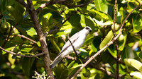 White-bellied Cuckoo Shrike, Cairns, November 2013