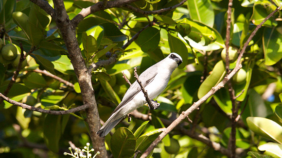 White-bellied Cuckoo Shrike, Cairns, November 2013