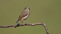 Red flanked Bluetail, Marshfield 2014