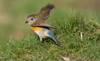 Red flanked Bluetail, Marshfield 2014