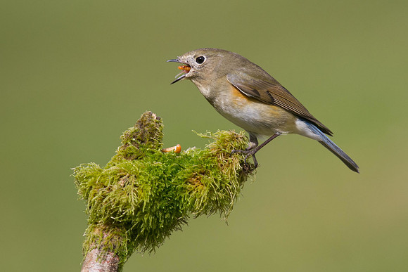 Red flanked Bluetail, Marshfield 2014