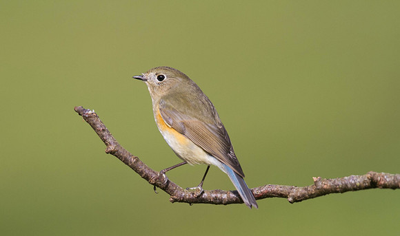 Red flanked Bluetail, Marshfield 2014