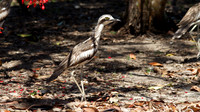 Bush Stone Curlew, Cairns, November 2013