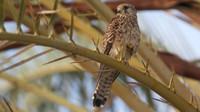 Kestrel, Larnaca Salt Lake, 2014