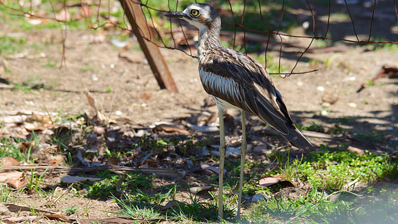 Bush Stone Curlew, Cairns, November 2013