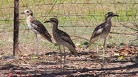 Bush Stone Curlew, Cairns, November 2013