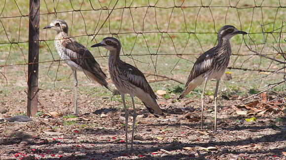 Bush Stone Curlew, Cairns, November 2013