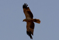 Whistling Kite, Ayres Rock Resort, November 2013