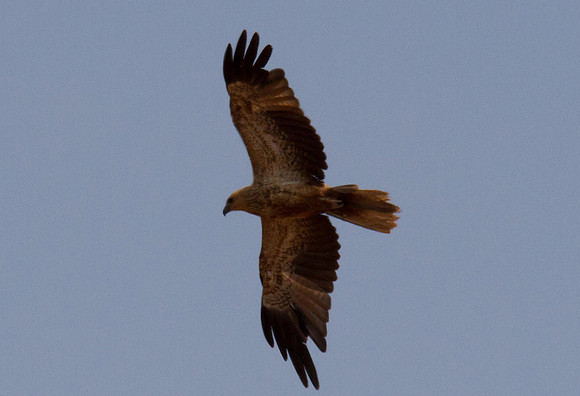 Whistling Kite, Ayres Rock Resort, November 2013