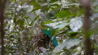 Wompoo Fruit-Dove, Atherton Tablelands Cairns, November 2013