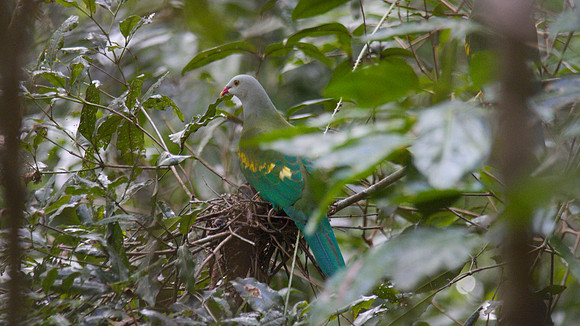 Wompoo Fruit-Dove, Atherton Tablelands Cairns, November 2013
