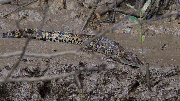 Estuarine Crocodile, Daintree, November 2013