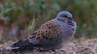 Turtle Dove, Kiti, Cyprus, April 2016