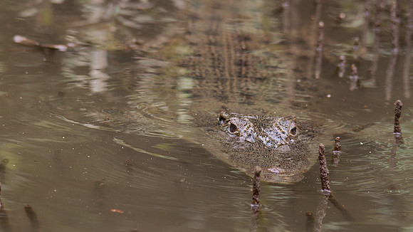 Estuarine Crocodile, Daintree, November 2013