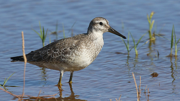 Knot, Logoa dos Salgados, Portugal, September 2015