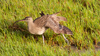 Whimbrel, Cairns, November 2013