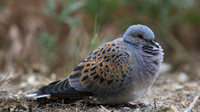 Turtle Dove, Kiti, Cyprus, April 2016