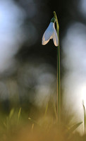 Snowdrop