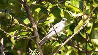 White-bellied Cuckoo Shrike, Cairns, November 2013