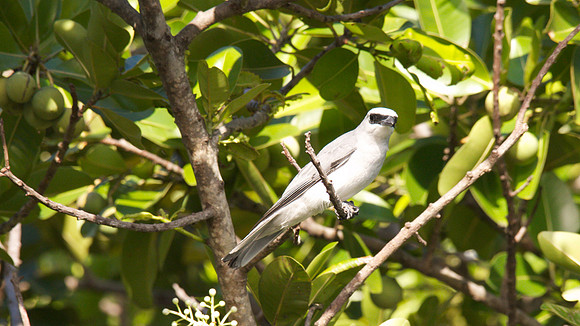 White-bellied Cuckoo Shrike, Cairns, November 2013