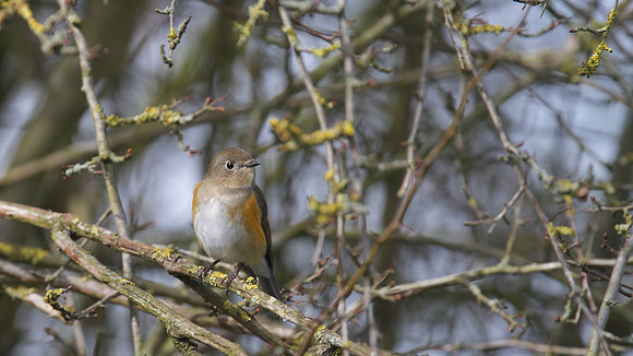 Red flanked Bluetail, Marshfield 2014