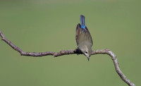Red flanked Bluetail, Marshfield 2014