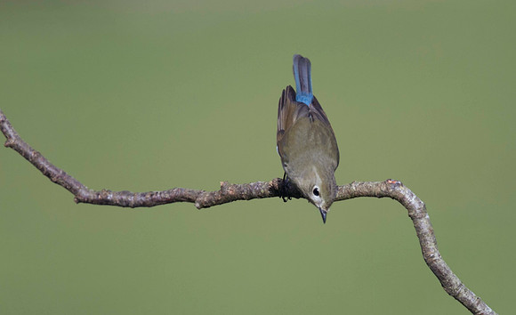 Red flanked Bluetail, Marshfield 2014