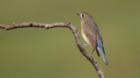 Red flanked Bluetail, Marshfield 2014
