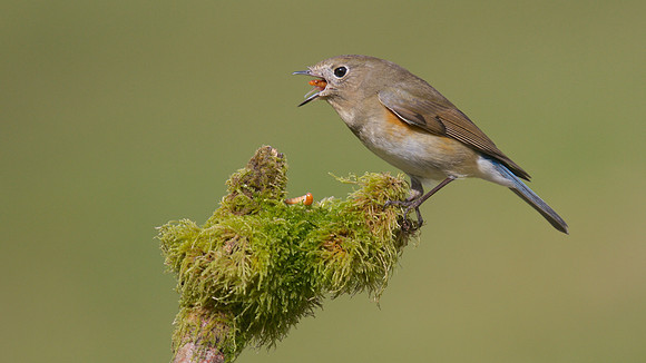 Red flanked Bluetail, Marshfield 2014