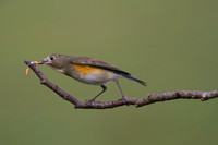 Red-flanked Bluetail
