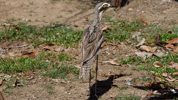 Bush Stone Curlew, Cairns, November 2013