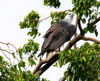 White-bellied Sea Eagle, Cairns, November 2013