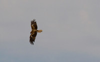 Whistling Kite, Ayres Rock Resort, November 2013