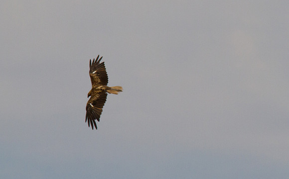 Whistling Kite, Ayres Rock Resort, November 2013