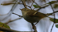 Yellow Browed Warbler, Yeovil Openspace, January 2016