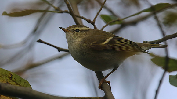 Yellow Browed Warbler, Yeovil Openspace, January 2016