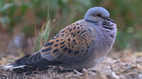 Turtle Dove, Kiti, Cyprus, April 2016