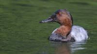 Canvasback