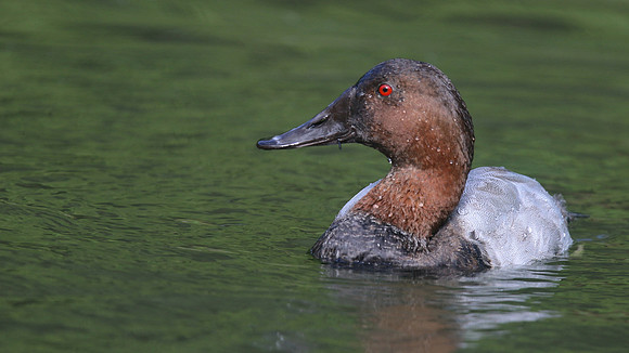 Canvasback, Slimbridge, September 2015.